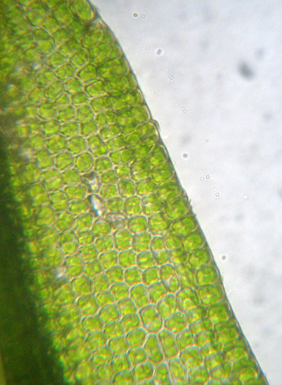 Muschio su tronco: Syntrichia ruralis?
